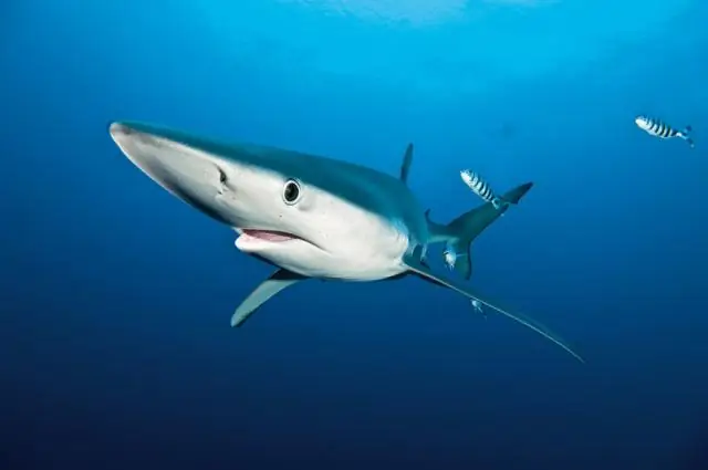 Первичные тропические леса лучше, но отрастание лесов также жизненно важно для биоразнообразия