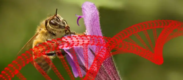 Кишечные бактерии европейского барсука могут стать мощным союзником в борьбе с туберкулезом