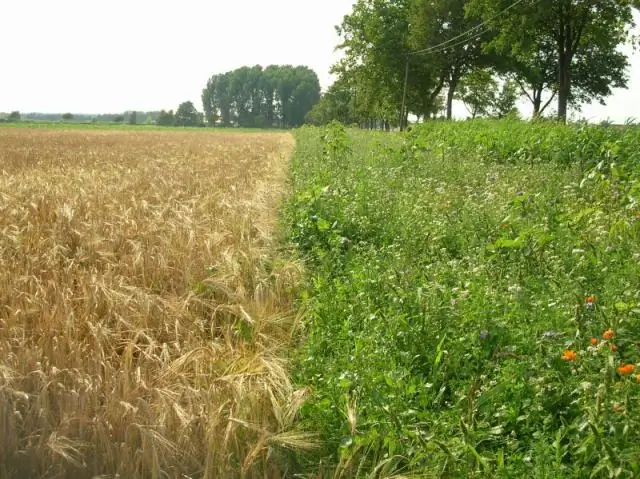Вирусы повлияли на обмен генами между неандертальцами и людьми