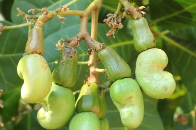 Широкая генетическая вариация в Причерноморско-Каспийской степи
