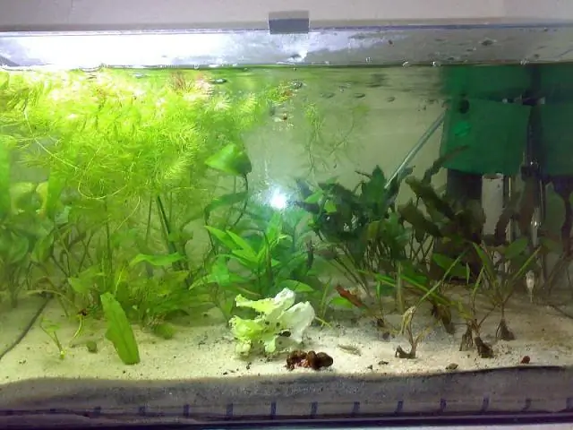 Самки гуппи с маленьким мозгом не тянутся к привлекательным самцам