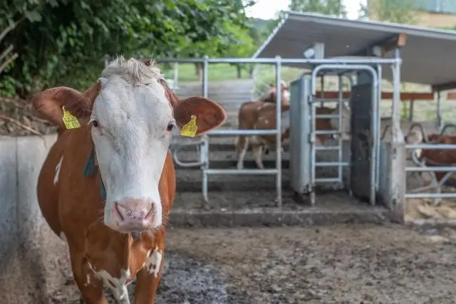 Когда вчерашнее сельское хозяйство питает сегодняшнее загрязнение воды