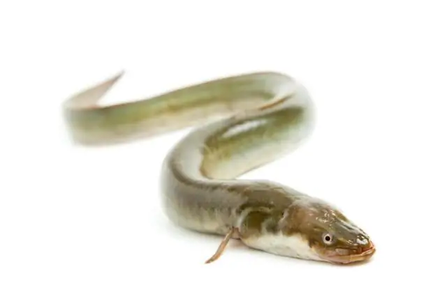 Успех сладок: исследователи раскрывают тайны генома сахарного тростника