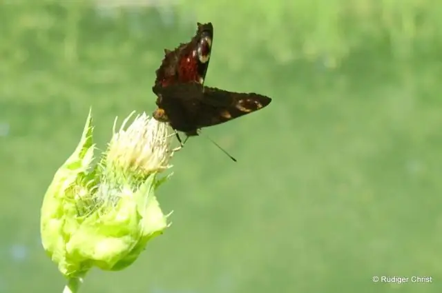 В отсутствие пчел за опыление в Арктике отвечают мухи