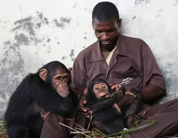 Дикие шимпанзе делятся едой со своими друзьями