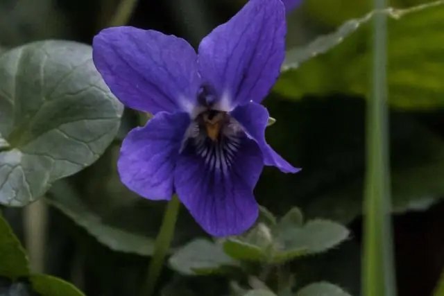 Создание муравьев-солдат: муравьи регулируют рост, казалось бы, «бесполезного» органа, чтобы делать огромных солдат