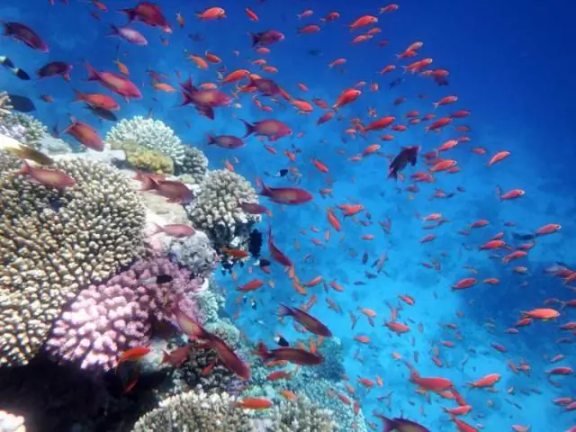 Инновационный инструмент позволяет моделировать водные, энергетические и земельные системы в континентальном масштабе