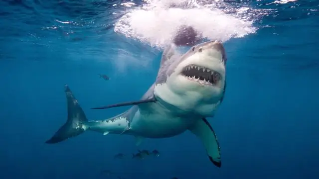 Мозазавры охотились как косатки?