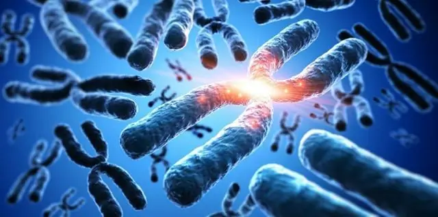 Разгадка генетики грибкового братоубийства