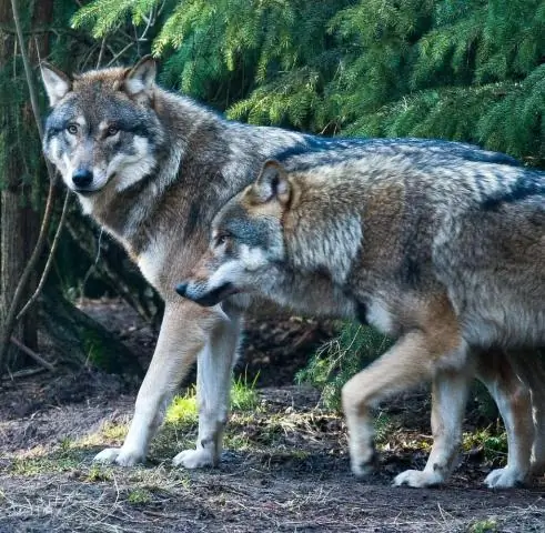 Позволить природе идти своим чередом: волки в Йеллоустонском национальном парке