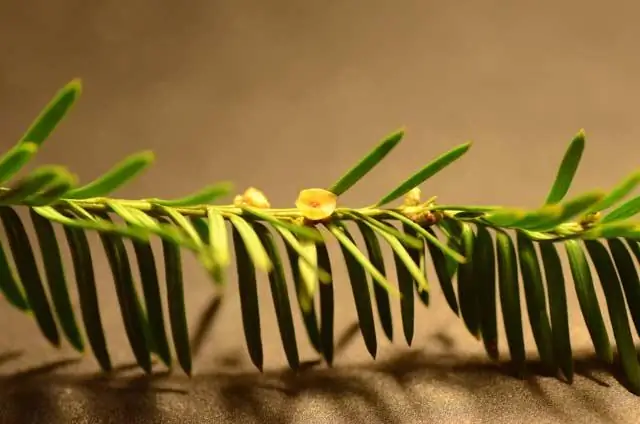 Любопытная ветвь эволюции планктона