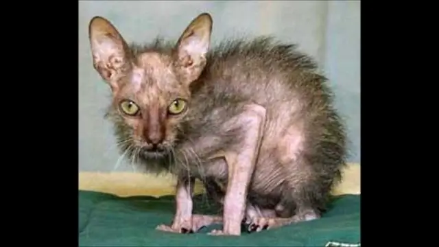 Мозг ученика распознает идеального учителя: социальный мозг активизируется у молодых певчих птиц, которые находят наставника по пению