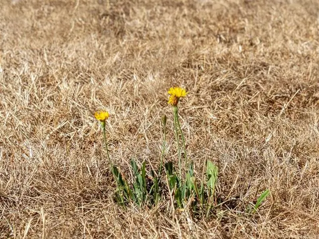 Жизнь на дне Северного Ледовитого океана, строго и подробно: исследование предоставляет новые данные о распространении морских сообществ в глубоком, темном, холодном