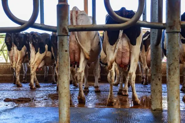 Биоразнообразие также может дестабилизировать экосистемы