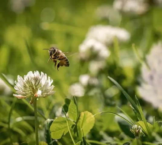 Как растения связывают свой зеленый пигмент хлорофилл: водорастворимый белок помогает понять фотосинтетический аппарат