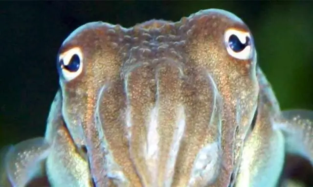 Новый взгляд на эволюцию нервной системы