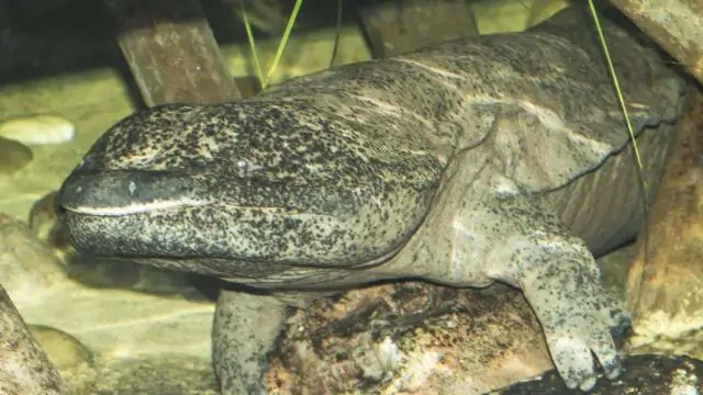 Образец, похожий на пиранью, возрастом 150 миллионов лет, является самой ранней известной плотоядной рыбой