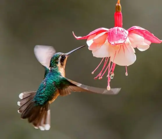 Подсказки к тому, как птицы начали летать