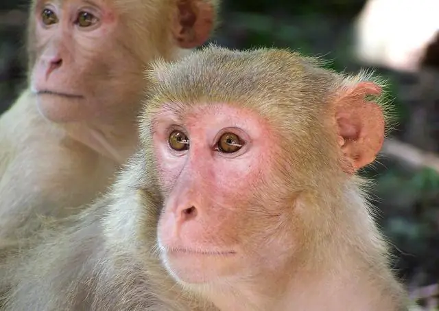Обезьяны не начинают походить на своих родителей до полового созревания: внешнее сходство макак-резусов с их родителями увеличивается с возрастом