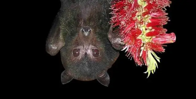 Новая методика раскрывает способность управлять конечностями у мух и, возможно, у роботов