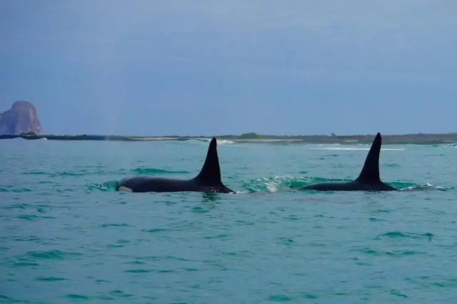 Обнаружение полезных ископаемых на Галапагосских островах ставит загадку относительно их формирования и происхождения