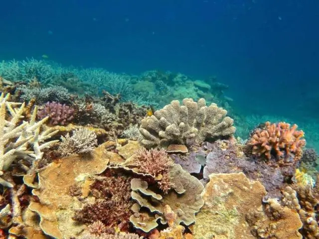 Рыбы отказываются от борьбы после обесцвечивания кораллов