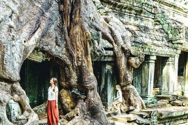 Азиатские слоны могут быть математическими королями джунглей: экспериментальные данные показывают, что азиатские слоны обладают математическими способностями, подобными людям