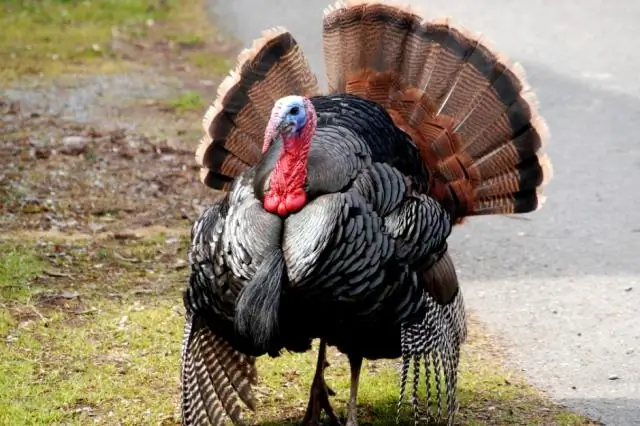 Эволюция черепах: как они стали такими большими?