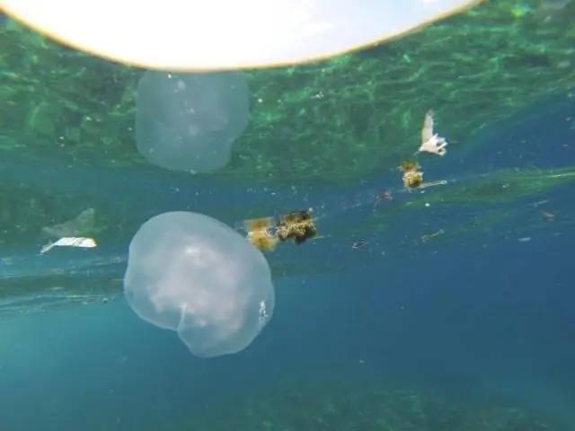 Как связаны микропластик, морские агрегаты и морские животные