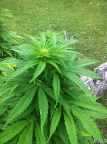 «Гималайское золото» на грани