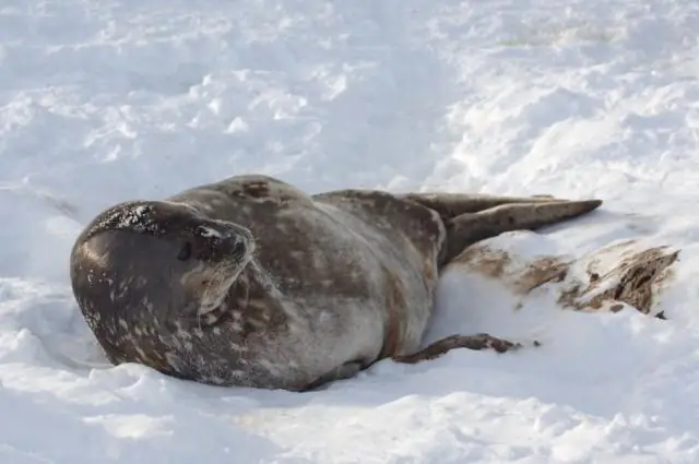 Предсказание того, как местные растения вернутся на заброшенные фермы