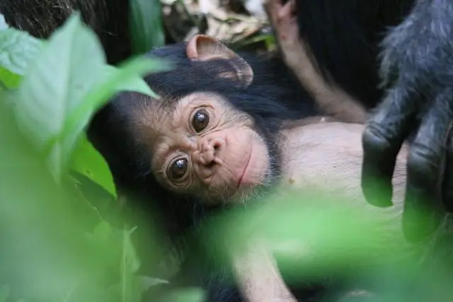 Шимпанзе вынюхивают незнакомцев и членов семьи: чтобы распознать сородичей, шимпанзе используют свое обоняние