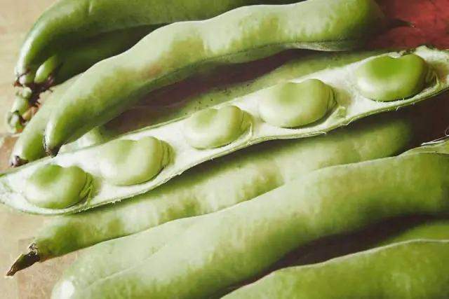 Размножение бобов, устойчивых к долгоносикам: переломить ситуацию в борьбе с большим ударом по посевам фасоли, нанесенным маленьким жуком