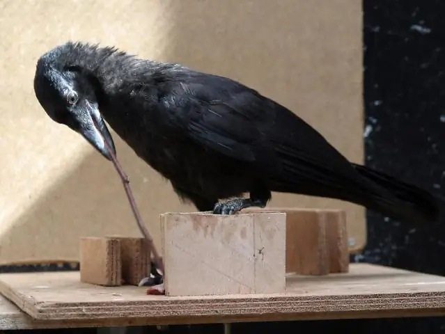 Новокаледонские вороны могут создавать сложные инструменты: птицы могут объединять отдельные части, чтобы сформировать помощь на большом расстоянии