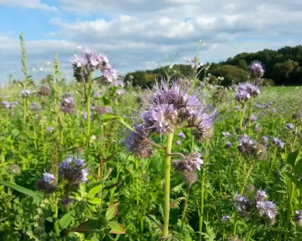 Генная сеть позволяет корням растений справляться с азотом: инструменты для селекции растений для получения высокой урожайности с меньшим количеством удобрений