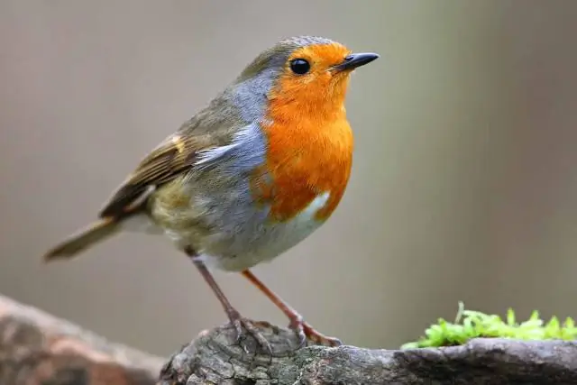 Пухлые певчие птицы с большей вероятностью переживут миграцию над Мексиканским заливом