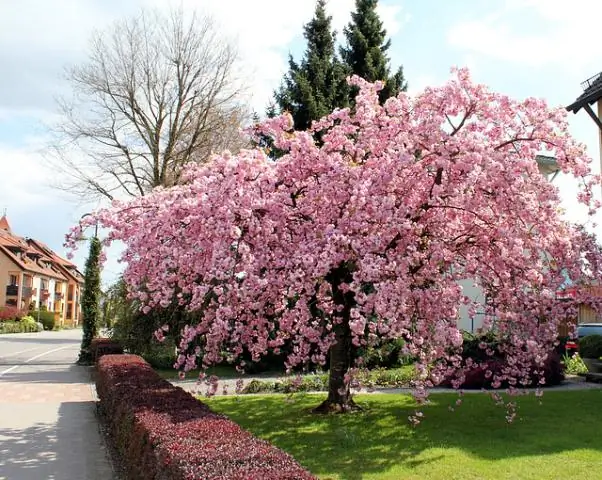 Расшифрован геном азиатского сома