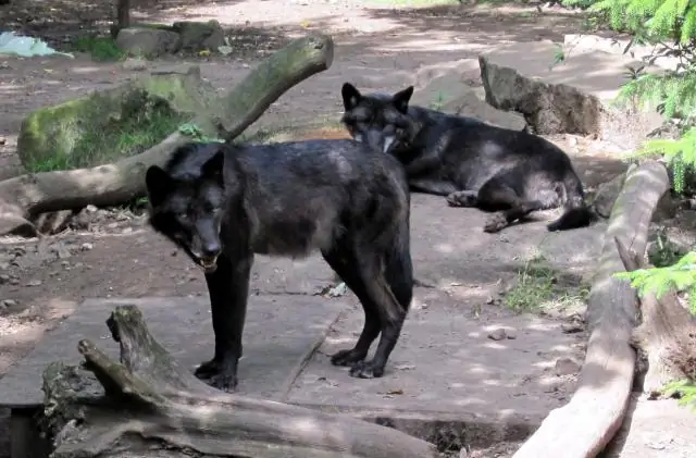 Как канадская и калифорнийская радужная форель реагируют на более высокие температуры: естественные вариации играют роль в жароустойчивости трех разных видов рыб