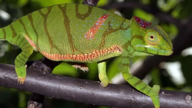 Ученые описывают 17 новых видов морских слизней: Команда строит новое генеалогическое древо для группы голожаберных моллюсков; обнаруживает цветовые имитаторы