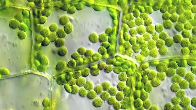 Фотосинтез как мох: исследователи продвигают понимание ключевого белка в фотосинтезе