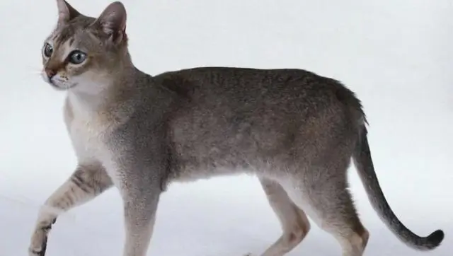 Как самая быстрая мышца в мире создала четыре уникальных вида птиц