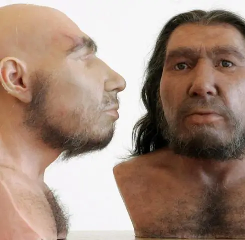 Реконструкция грудной клетки неандертальца дает новый ключ к разгадке анатомии древнего человека