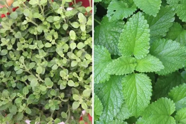 Эстонская почва удивительно богата видами, считают исследователи