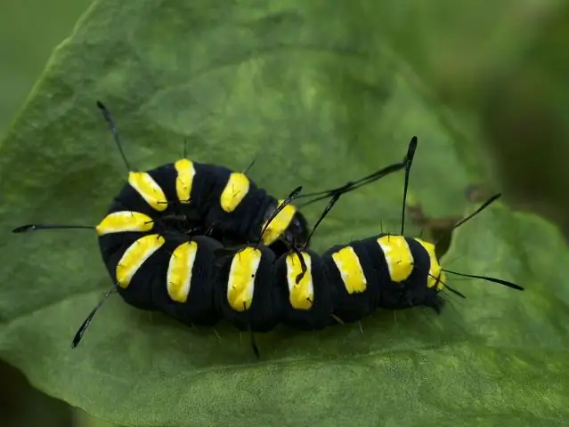 Стареющие сони сокращают период гибернации для большего размножения