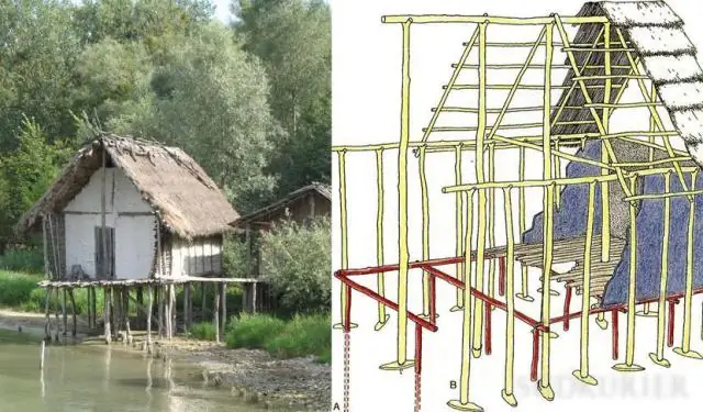 Ученые раскрывают секреты ДНК сокола