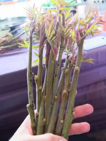 Как один крепкий кустарник может помочь в борьбе с голодом в Африке: новое исследование показало, что засухоустойчивое местное растение может орошать продовольственные культуры