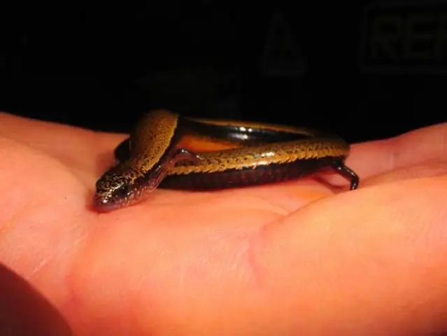 Первое открытие адвентивных популяций Trissolcus japonicus