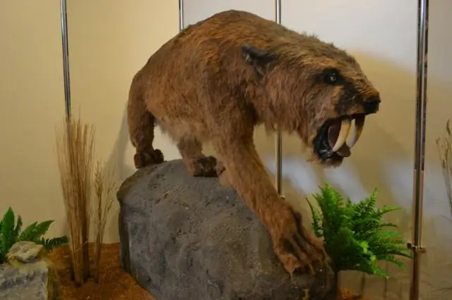 Саблезубые кошки с травмами ротовой полости ели более мягкую пищу