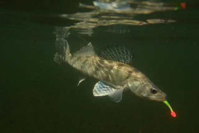 Как уменьшить влияние шума судов на рыбу? Замедлить их