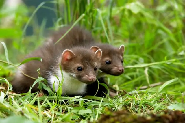 Небольшие генетические различия превращают растения в лучшие команды